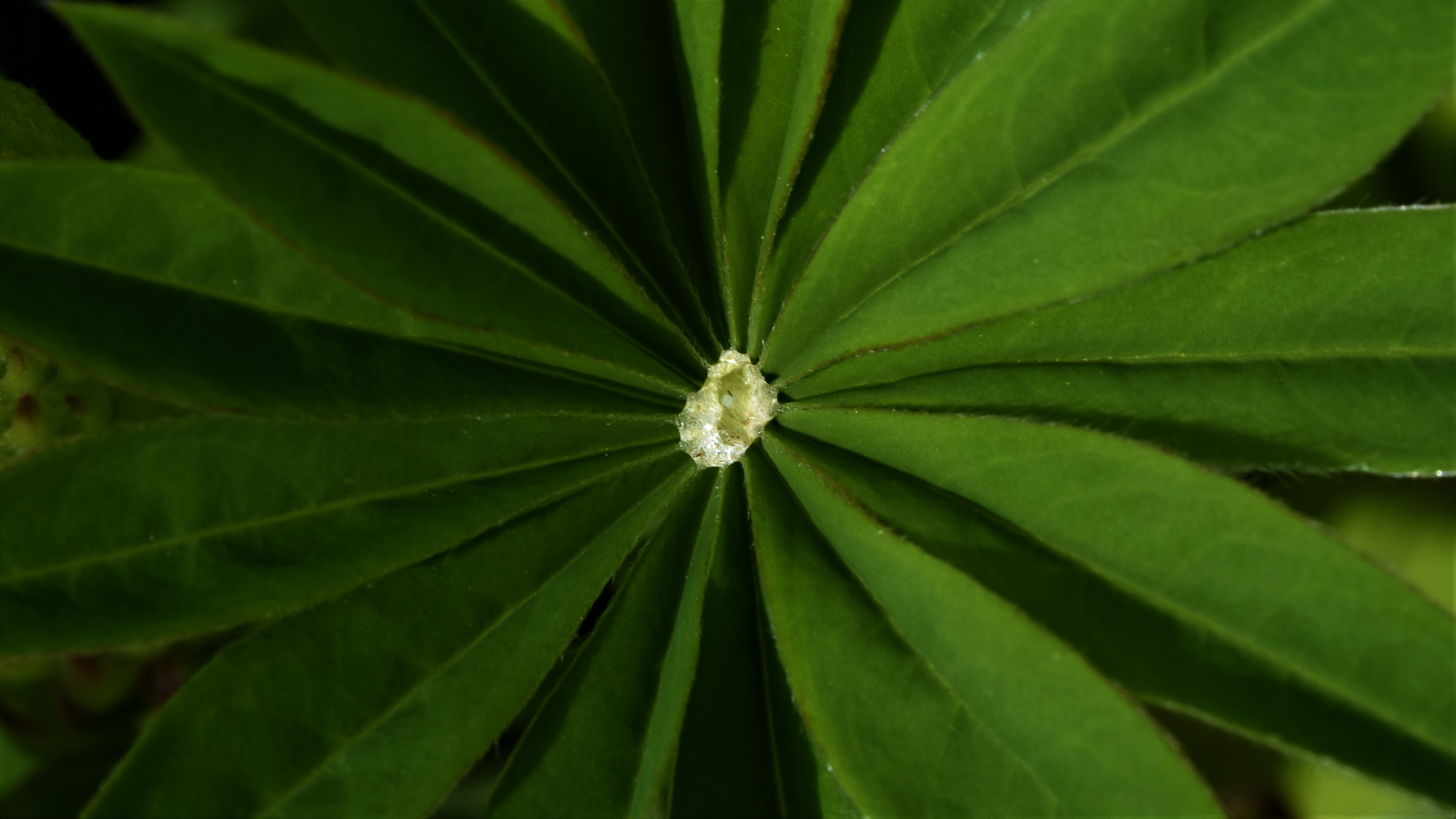 Coeur de diamant