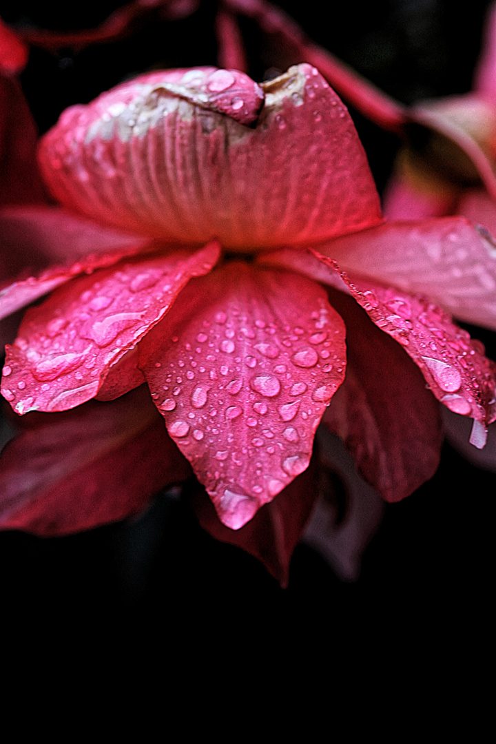 Coeur de Fleur