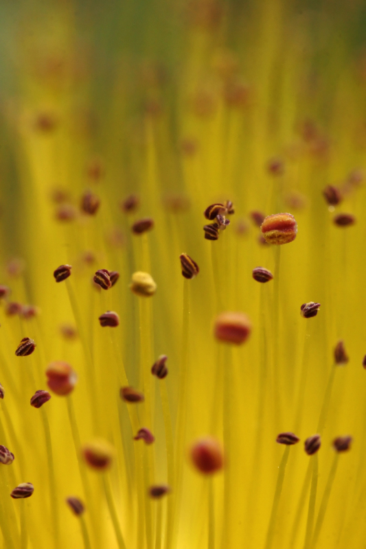 Coeur de fleur