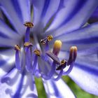 Coeur de fleur bleue, Agapanthe