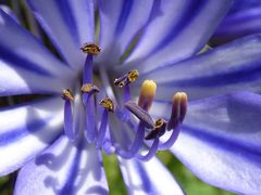 Coeur de fleur bleue, Agapanthe