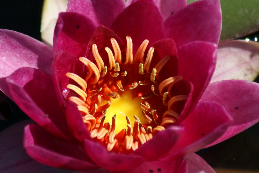 COEUR DE   FLEUR D' EAU