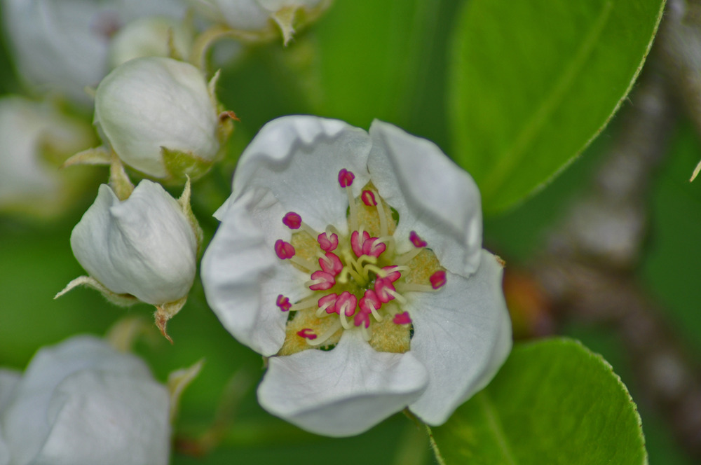 coeur de fleur de poirier