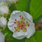 coeur de fleur de poirier