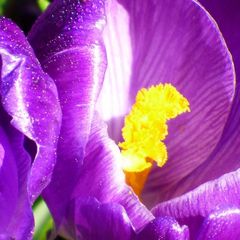 Coeur de fleur mauve, Crocus