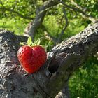 Coeur de fraise.