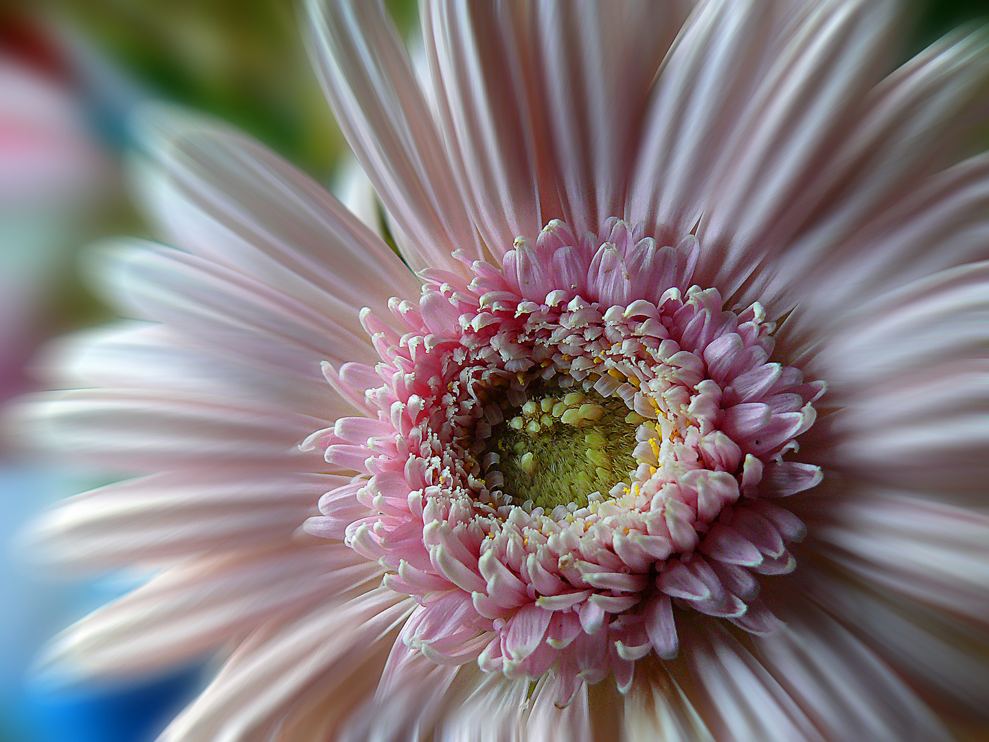 Coeur de gerbera