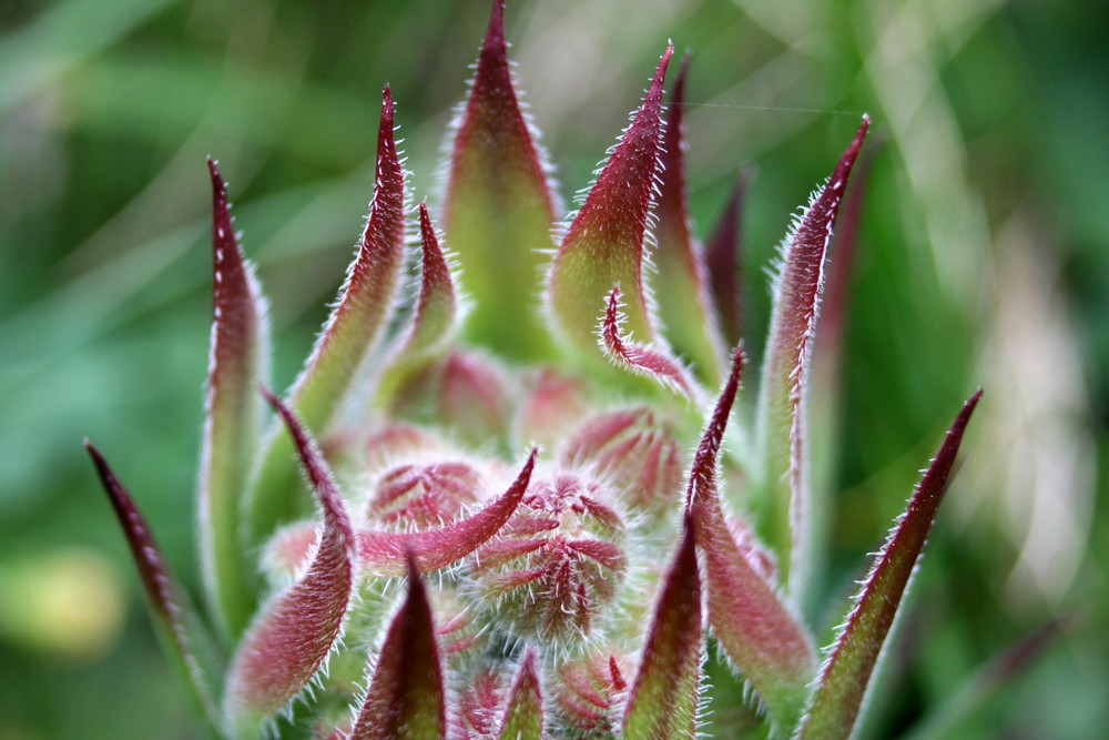 coeur de joubarbe