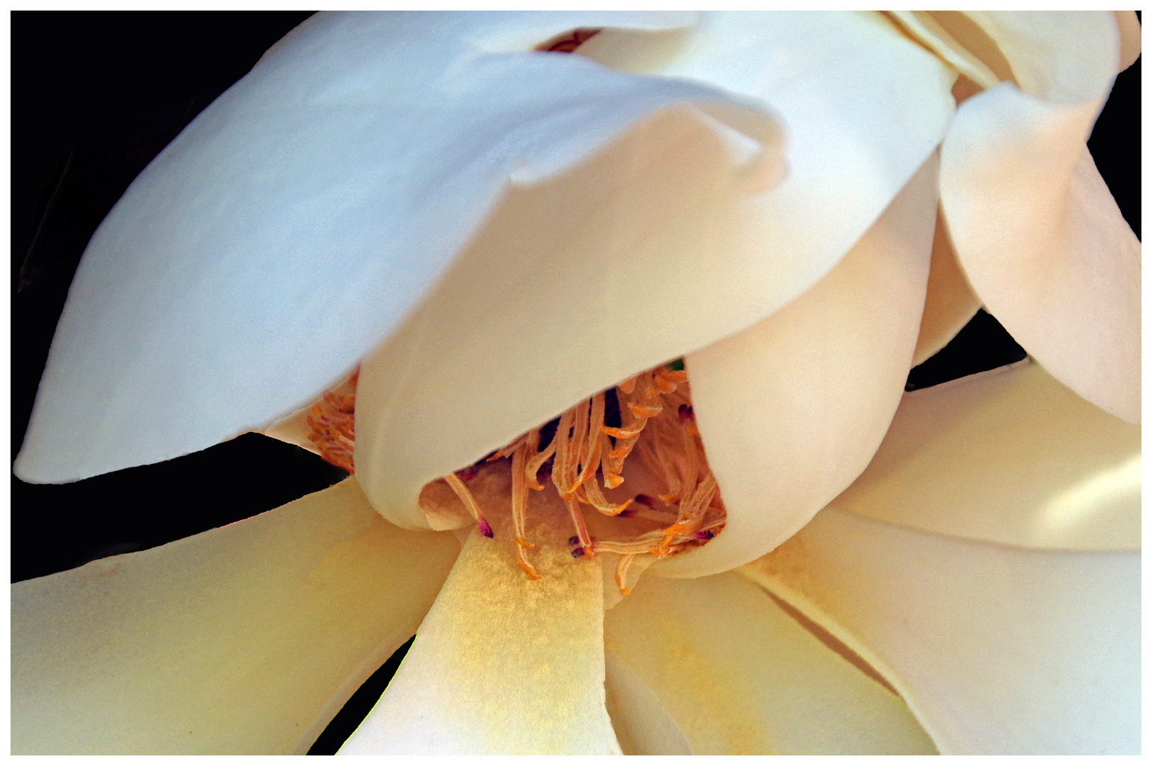coeur de magnolia .....