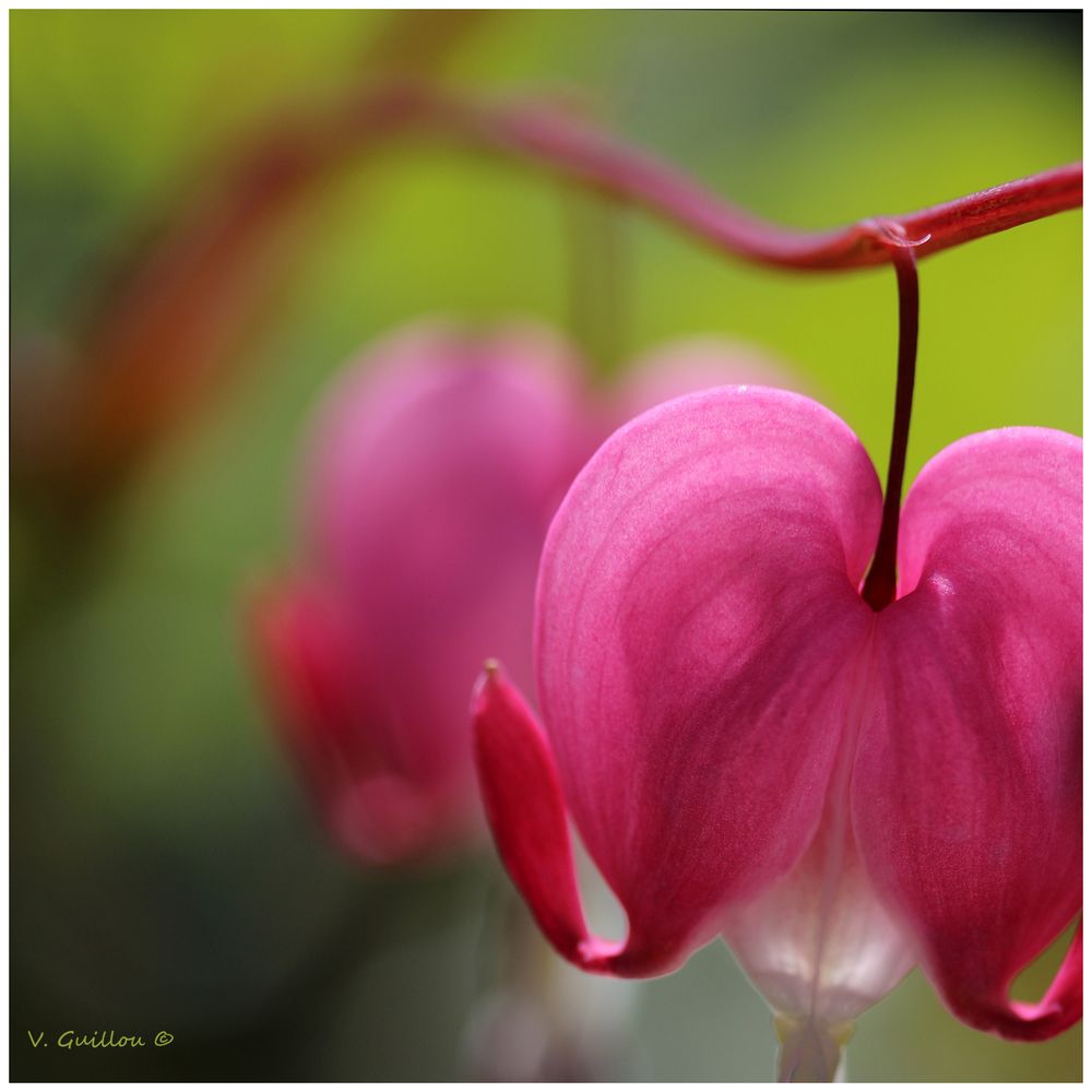 COEUR DE MARIE