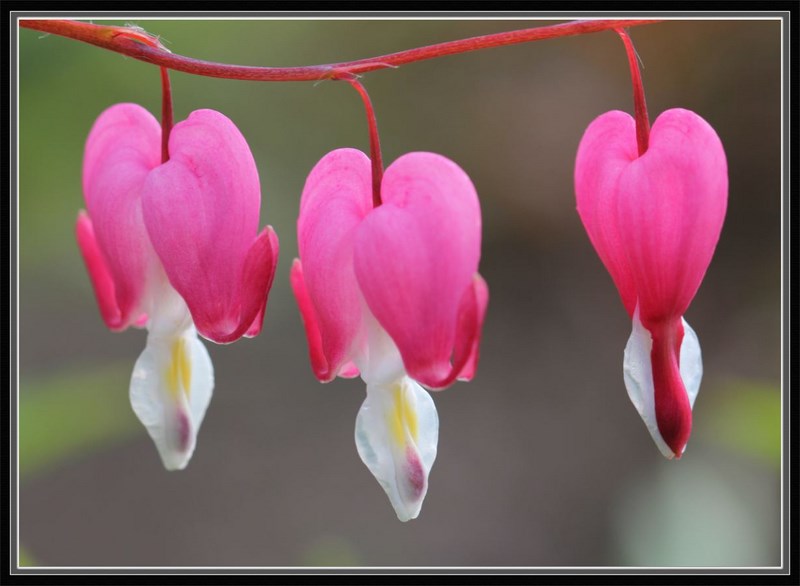 Coeur de Marie