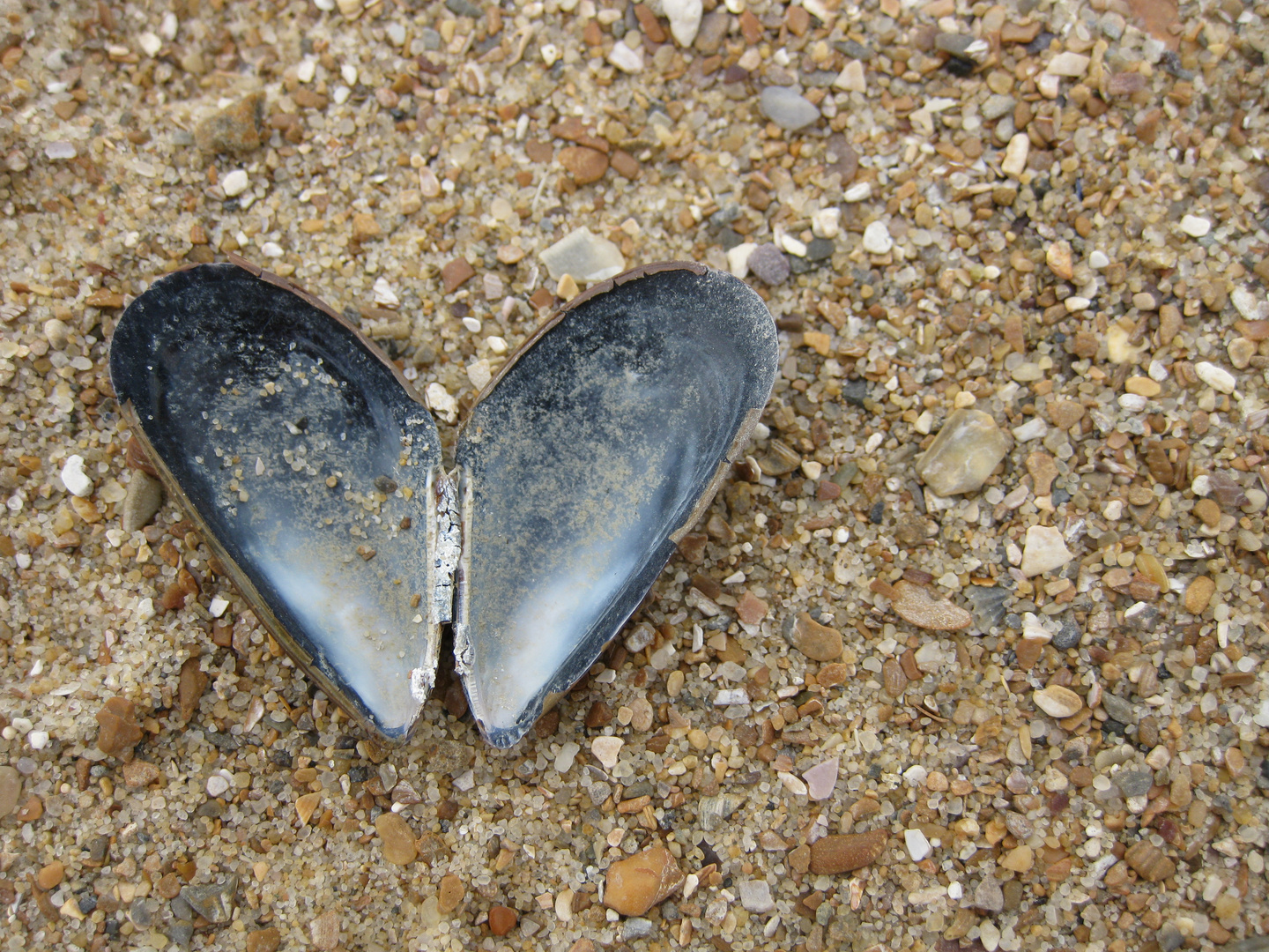 coeur de nacre , écrin de sable : beauté instable