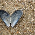 coeur de nacre , écrin de sable : beauté instable