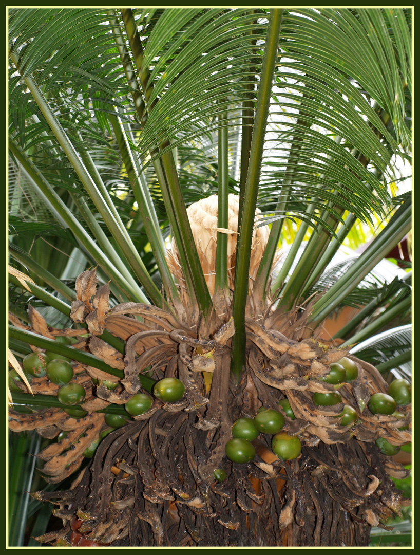 Coeur de palmier - Palmherzen