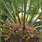 Coeur de palmier - Palmherzen