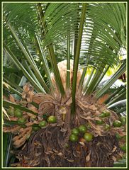 Coeur de palmier - Palmherzen