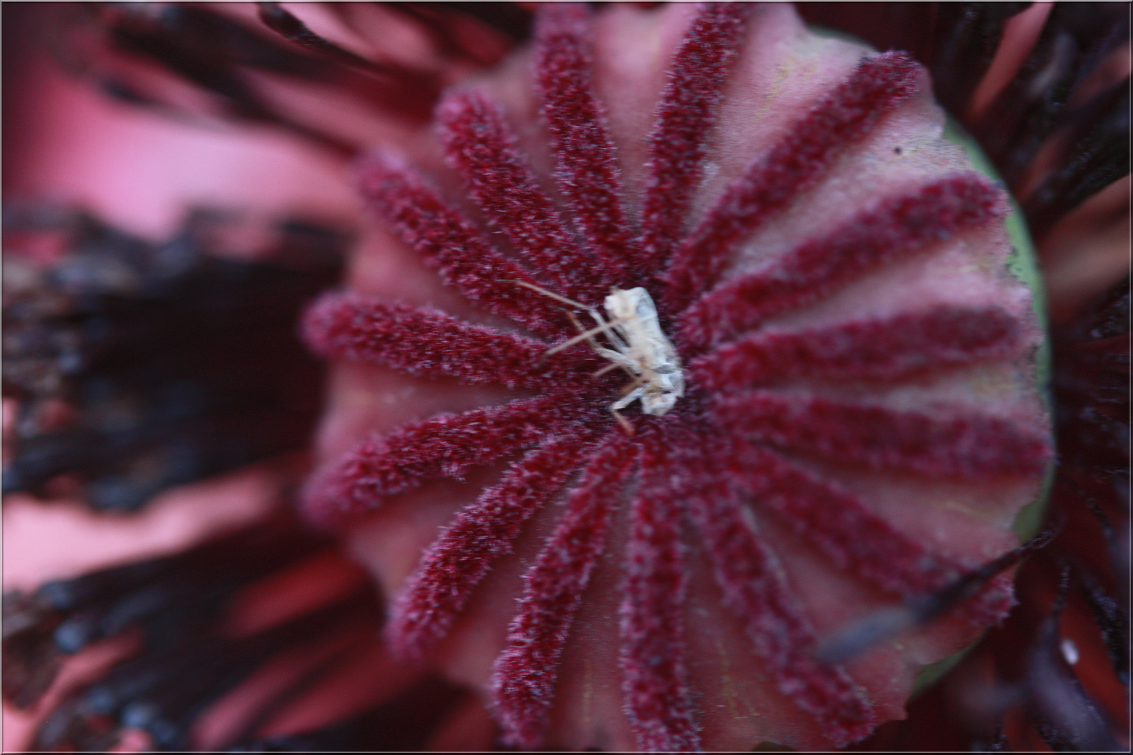 ..Coeur de pavot et insecte..