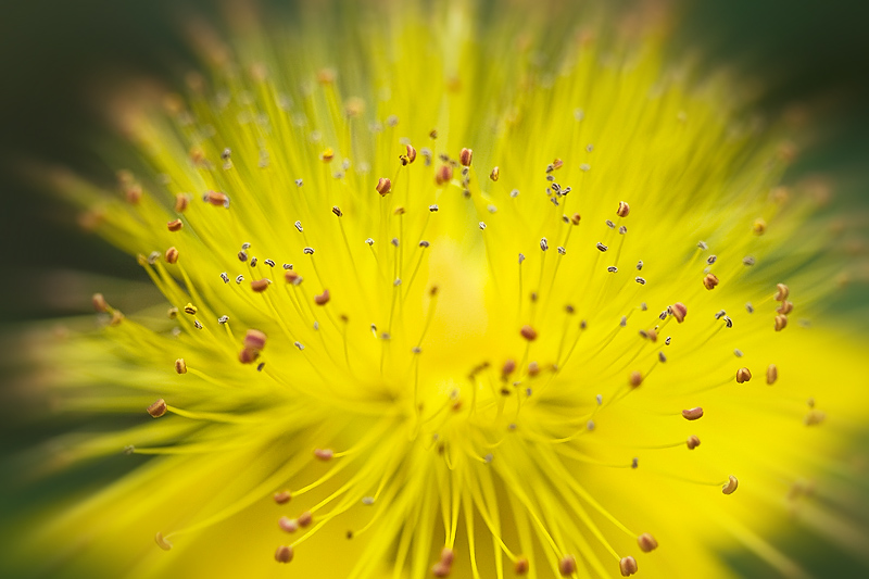 coeur de pistils