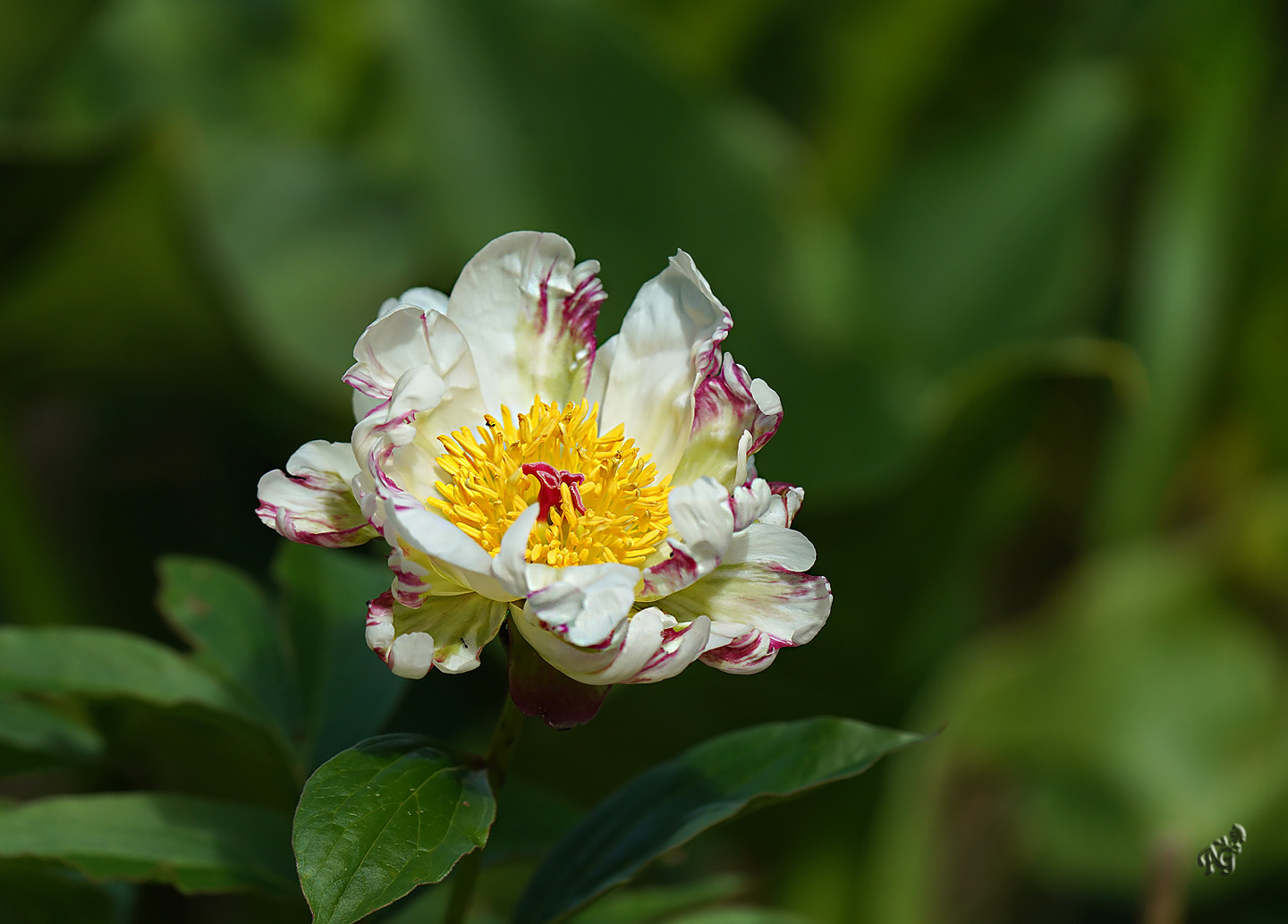 Coeur de pivoine....