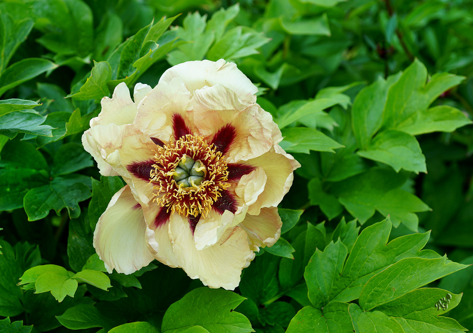 coeur de pivoine