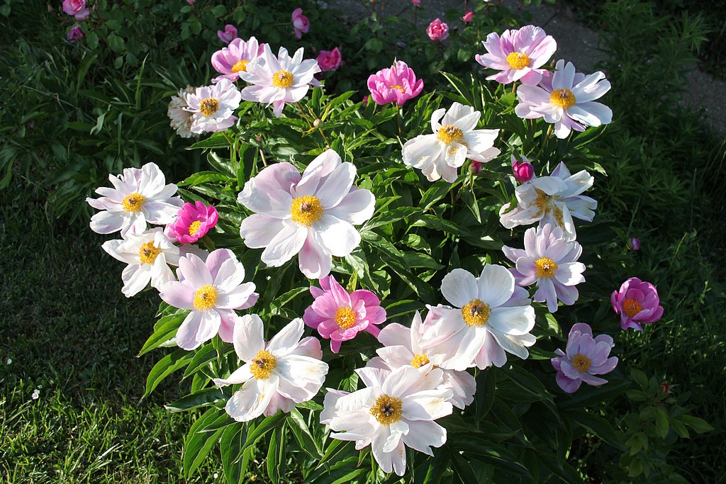 Coeur de pivoines