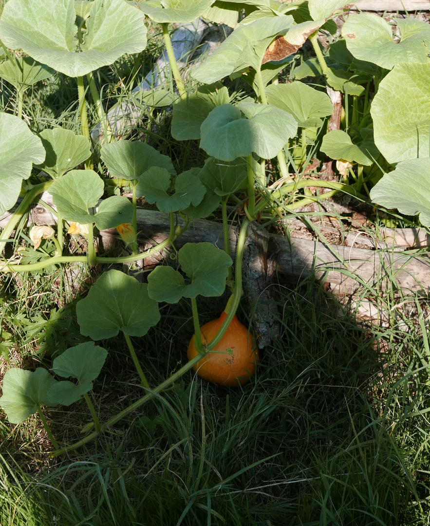 coeur de potimarron 