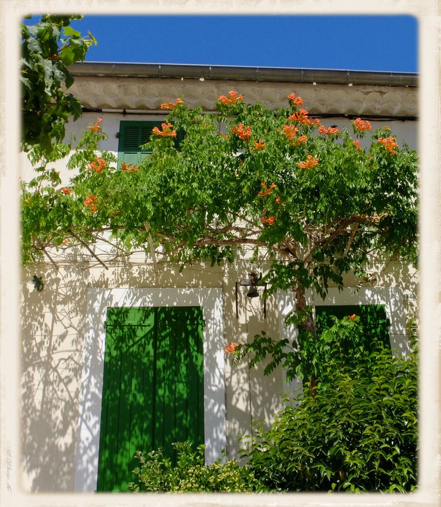 Coeur de Provence