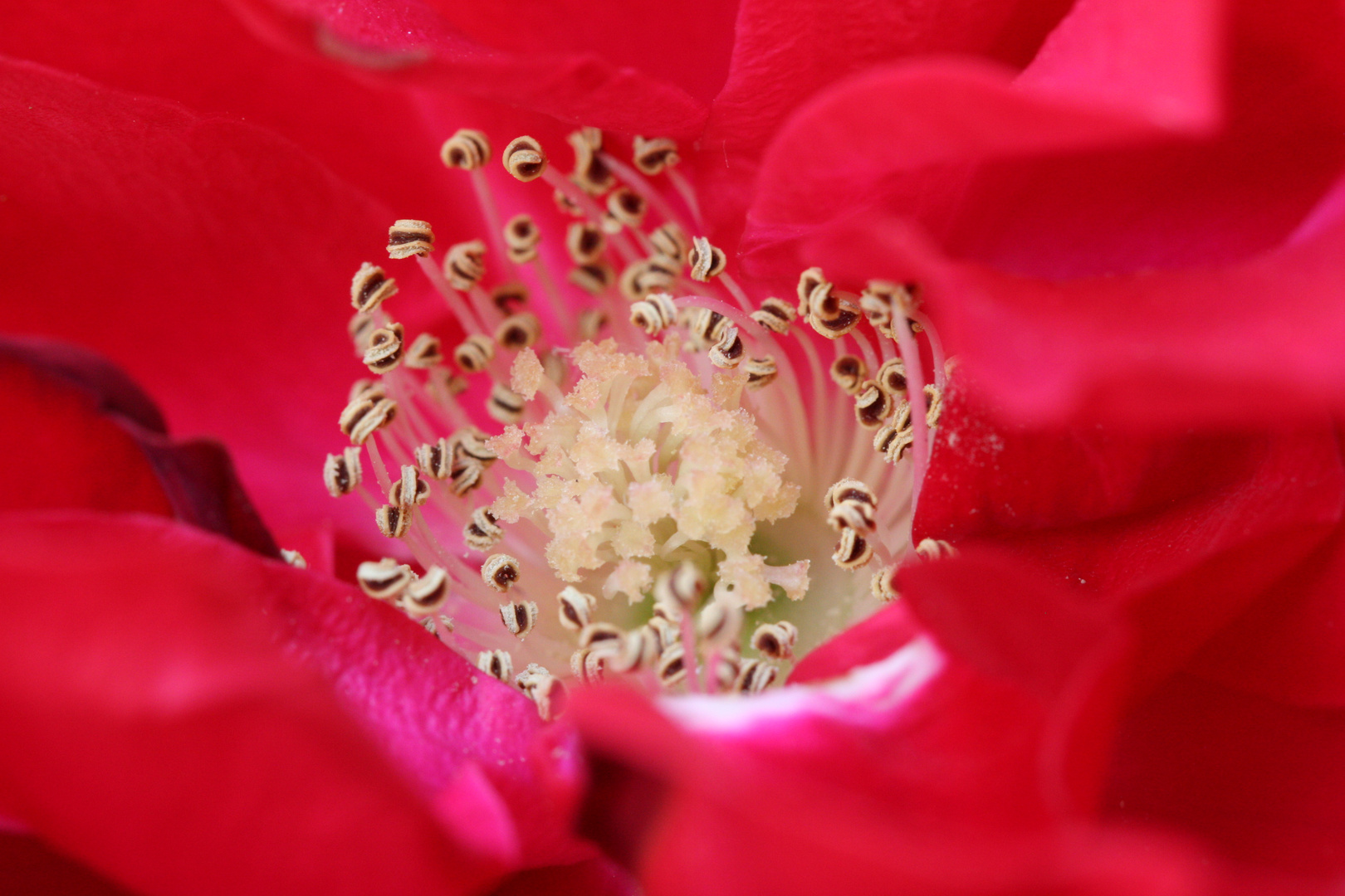 Coeur de rose