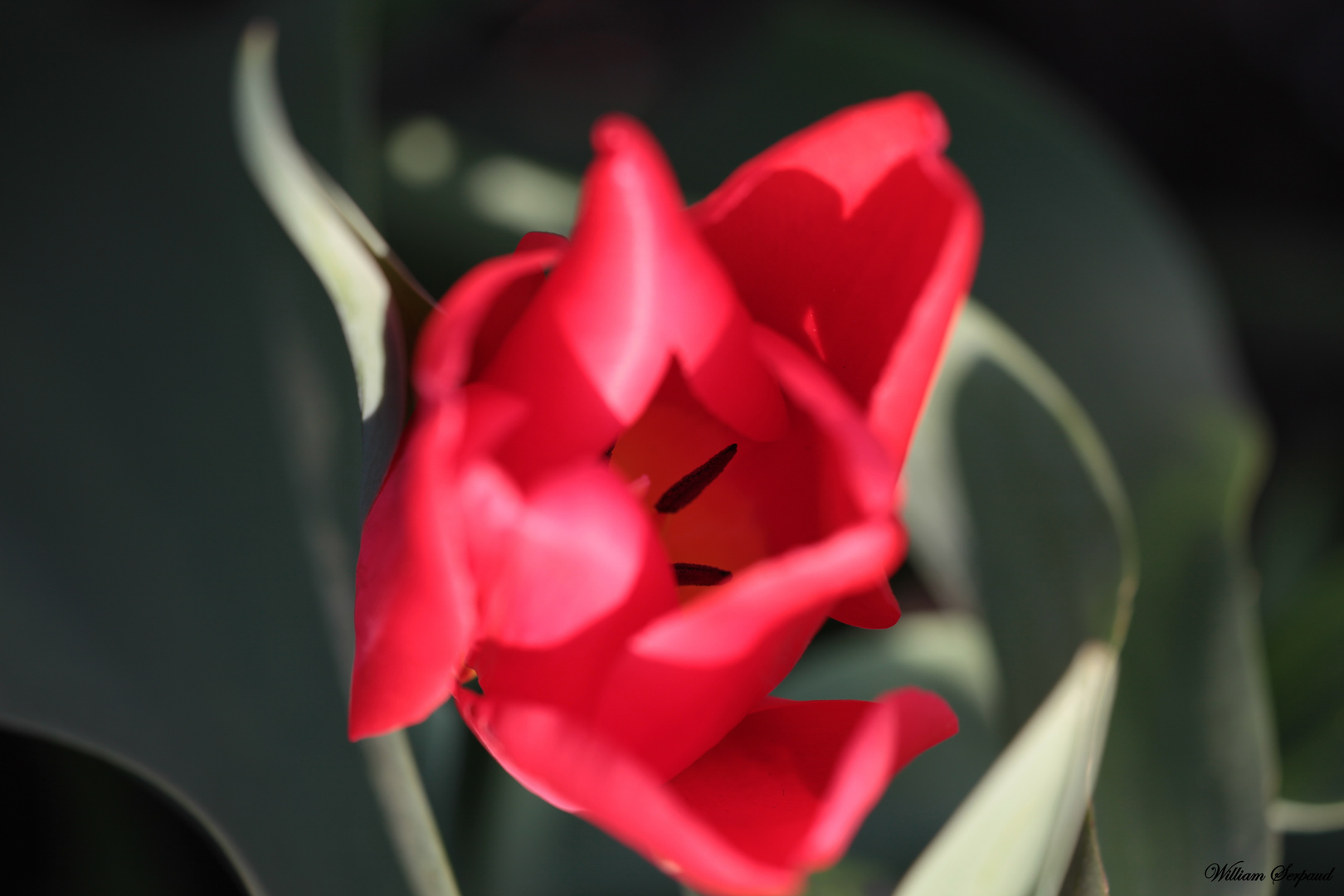 Coeur de Tulipe