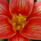 Coeur de tulipe