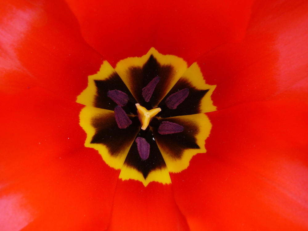 coeur de tulipe