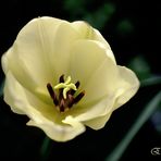 coeur de tulipe -