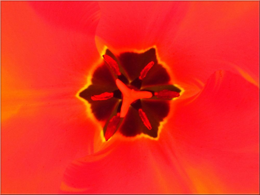 ..Coeur de tulipe..