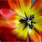 Coeur de tulipe du jardin