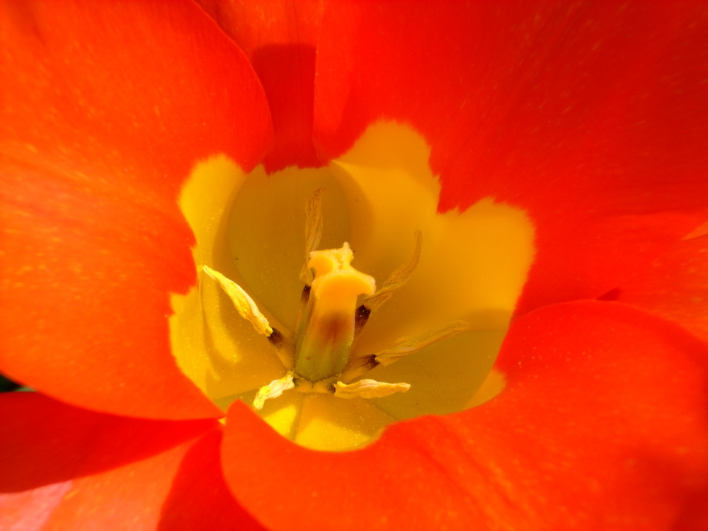 coeur de tulipe jaune