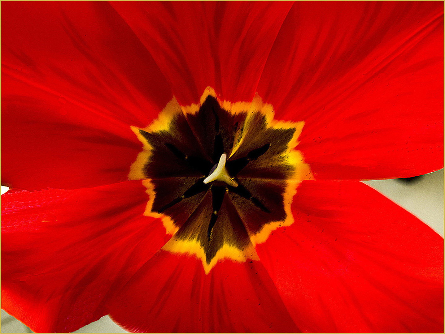Coeur de tulipe rouge