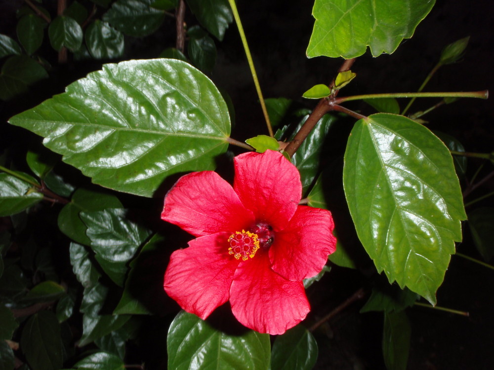 Coeur d'hibiscus