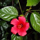 Coeur d'hibiscus