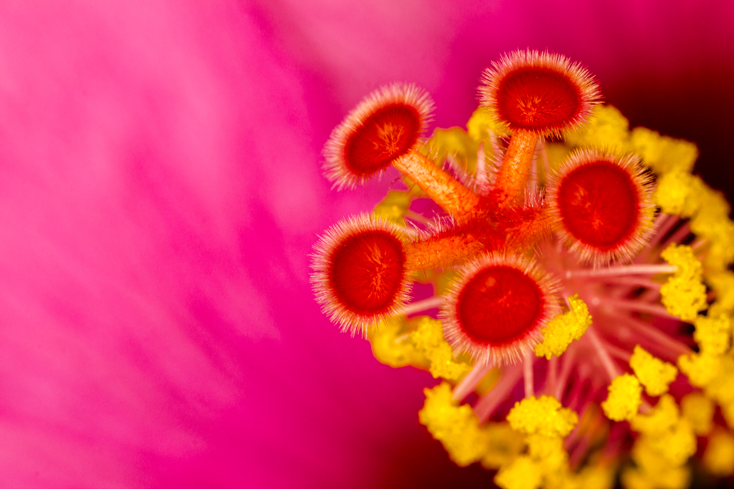 Coeur d'HIbiscus