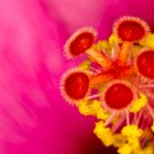 Coeur d'HIbiscus