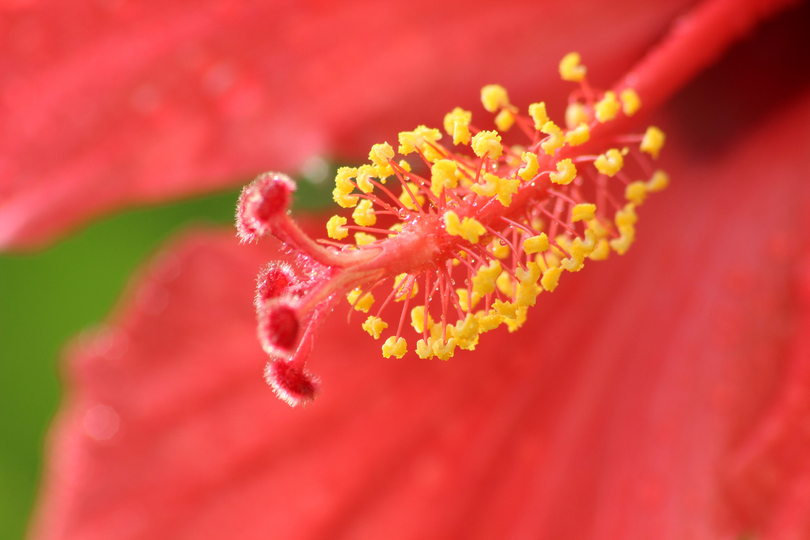 coeur d'hibiscus