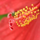 coeur d'hibiscus