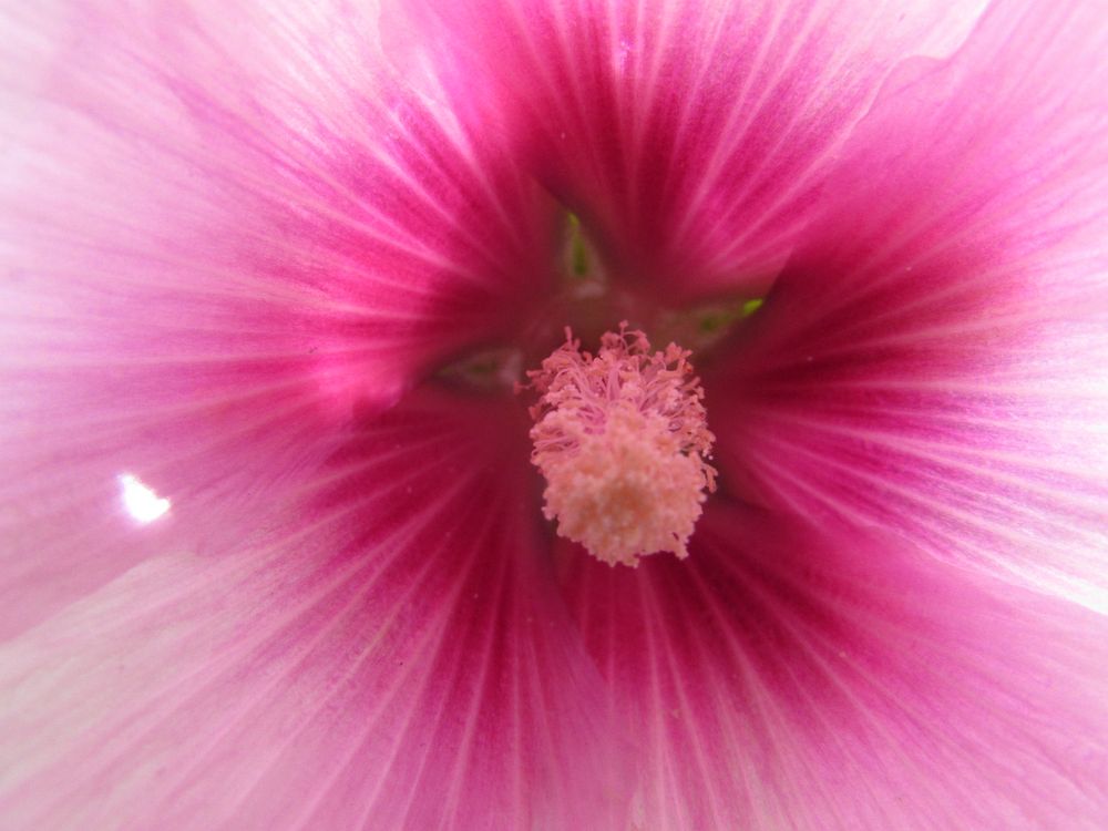 ..Coeur d'hibiscus..