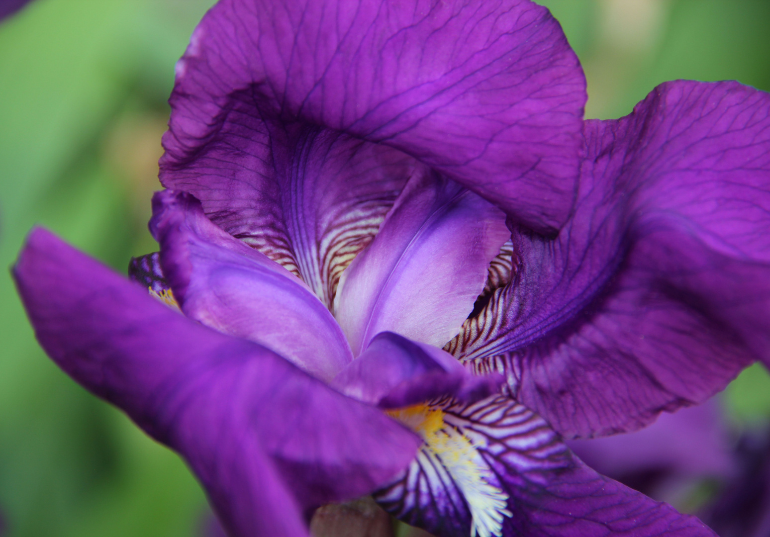 coeur d'Iris