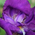 coeur d'Iris