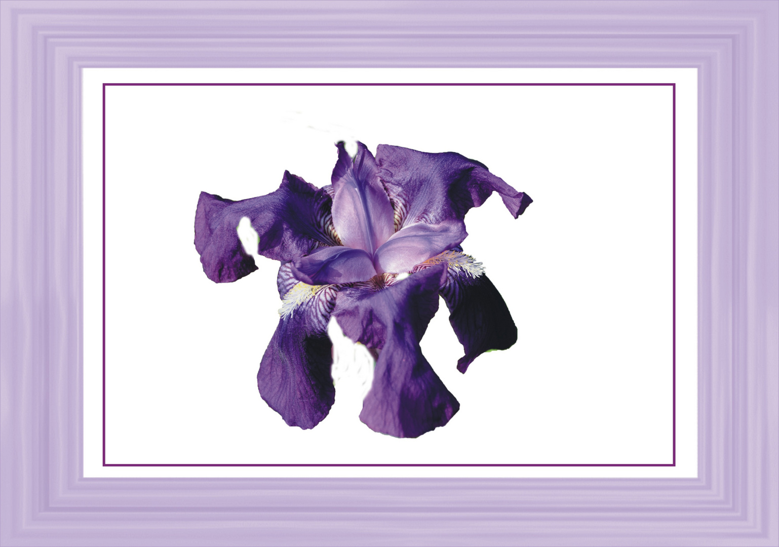 coeur d'iris 