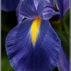 Coeur D'Iris