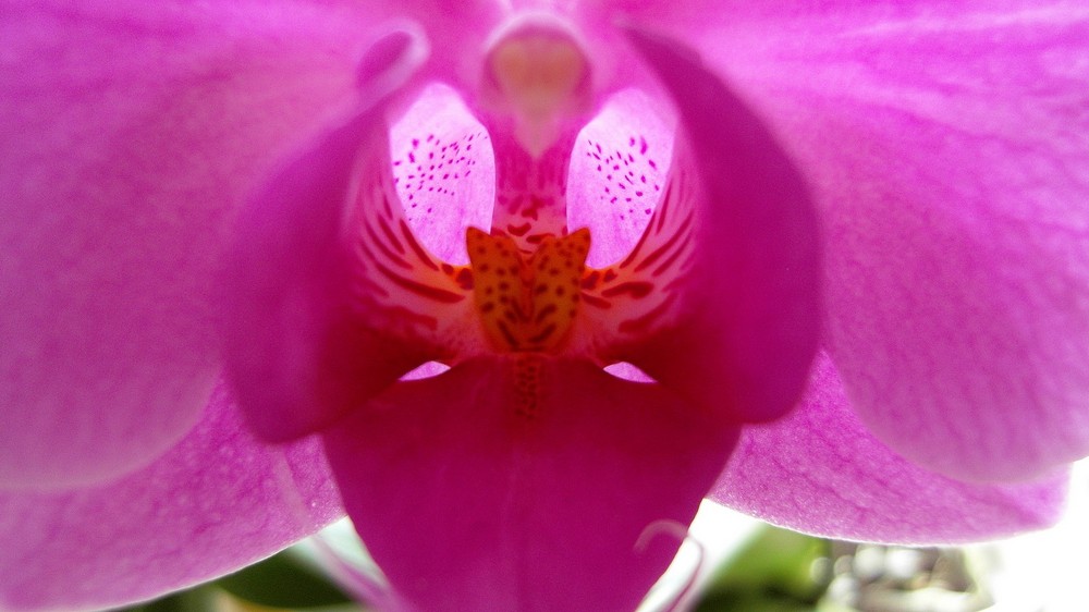 Coeur d'orchidée