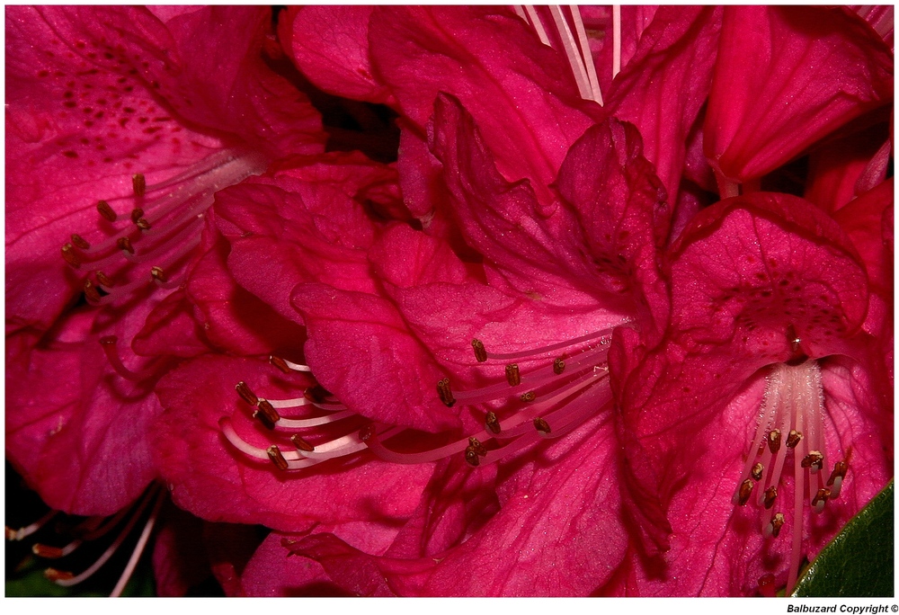 " Coeur d'un rhododendron en folie le 25 janvier 2012 "