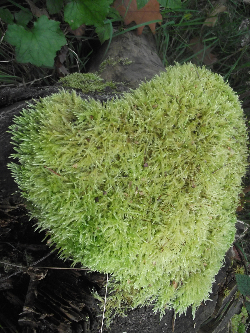 coeur en mousse